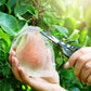 🔥 Comprar 2 Obter 3 Gratuito 🍎 Tampa de malha protetora para árvores frutais 🍋