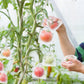 🔥 Comprar 2 Obter 3 Gratuito 🍎 Tampa de malha protetora para árvores frutais 🍋
