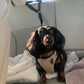 Cinto de segurança para cães e trela de passeio 2 em 1
