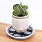 🌱🛒 -50%! 🏡Elevador de vasos com poupador de raízes – Eleva os vasos, favorece a circulação de ar, mantém o solo limpo – para uso no interior e no exterior. 🔥🌿